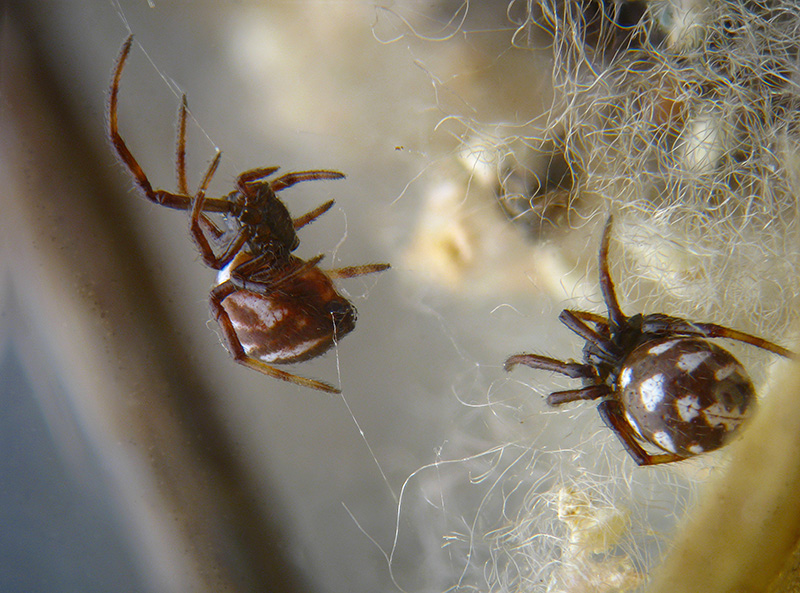 Latrodectus tredecimguttatus - Ceriale (SV)